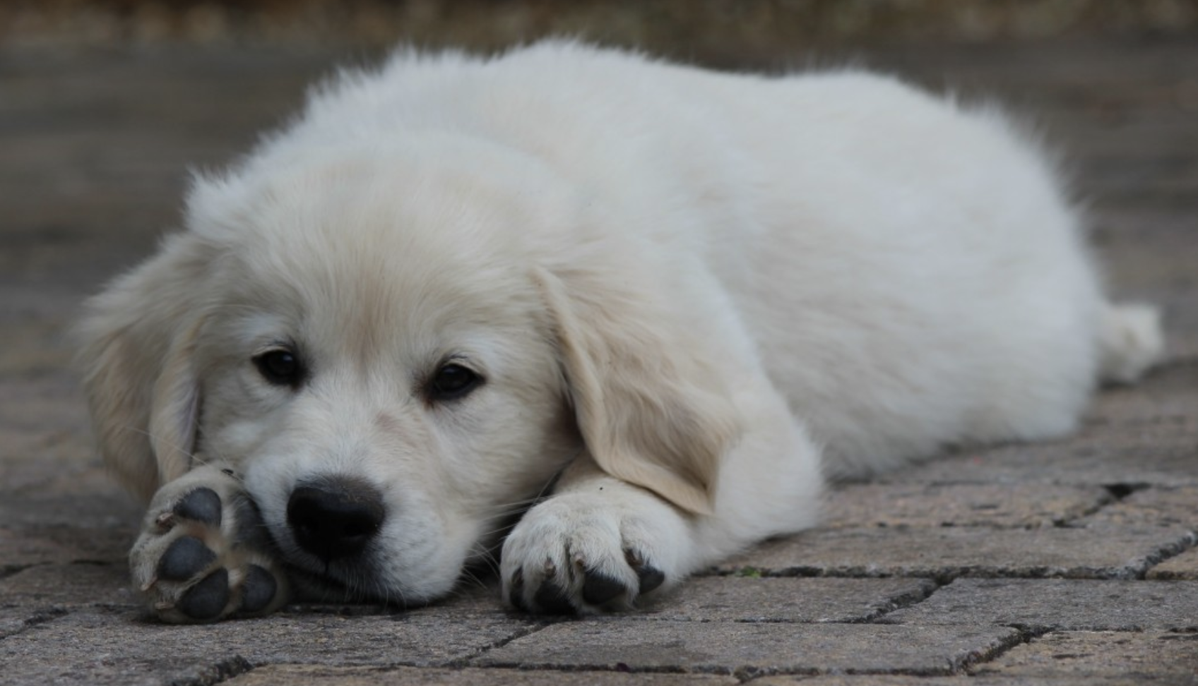 Acquista il Calendario dei cuccioli di Golden Retriever 2024